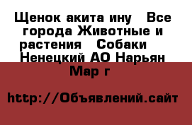 Щенок акита ину - Все города Животные и растения » Собаки   . Ненецкий АО,Нарьян-Мар г.